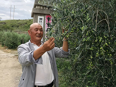 [丽江故事]王文雄：丽江油橄榄产业发展的带头人