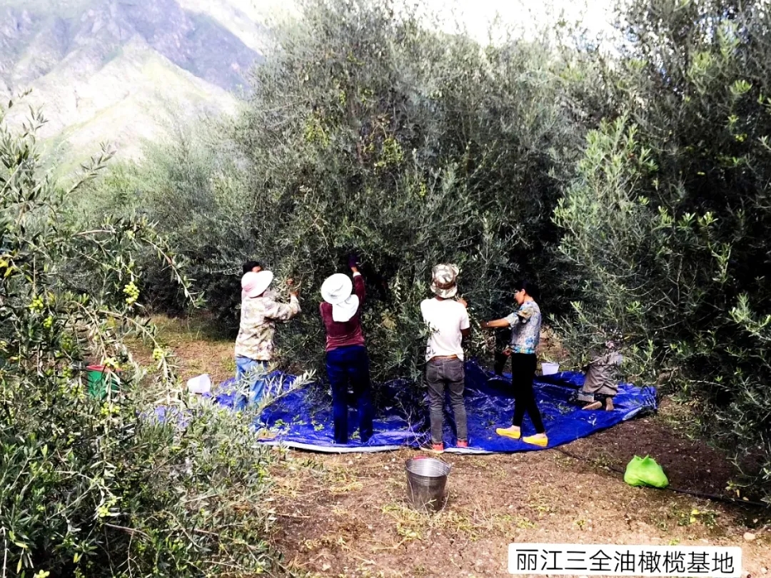 破茧化蝶!丽江油橄榄龙头企业16年实现种产销一体化_久顾橄榄油