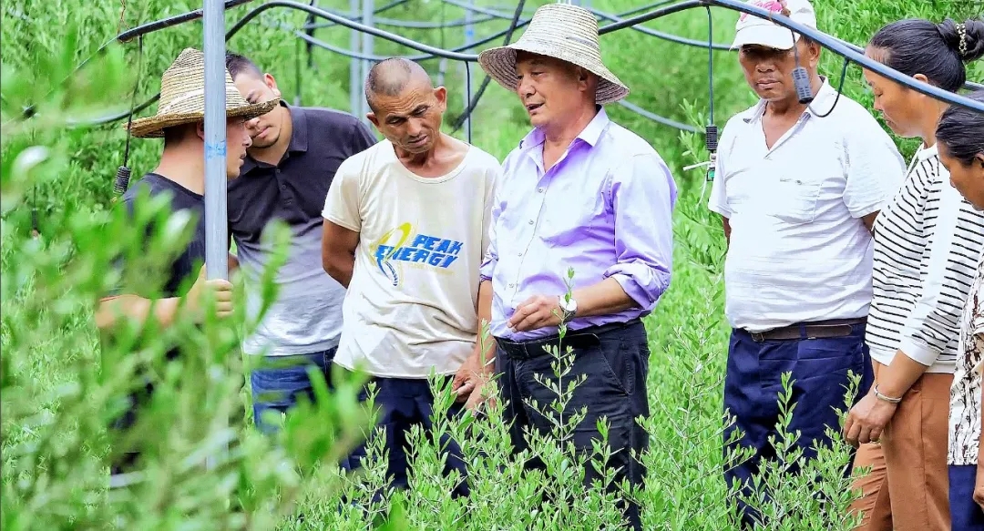 破茧化蝶!丽江油橄榄龙头企业16年实现种产销一体化_久顾橄榄油