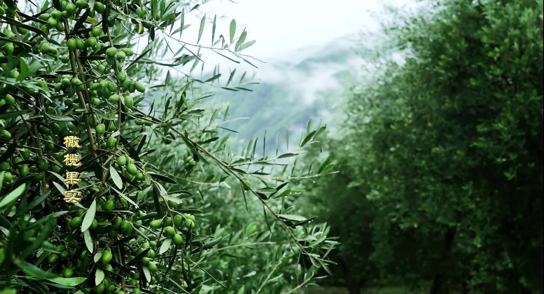 破茧化蝶!丽江油橄榄龙头企业16年实现种产销一体化_久顾橄榄油