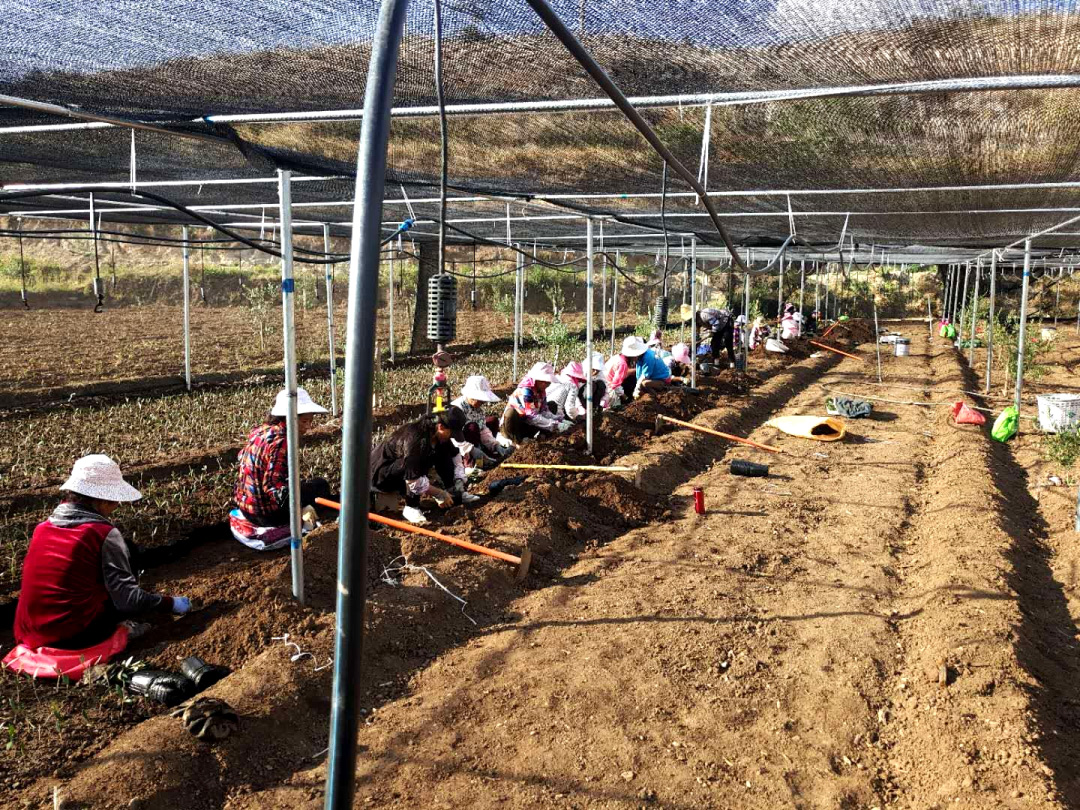破茧化蝶!丽江油橄榄龙头企业16年实现种产销一体化_久顾橄榄油